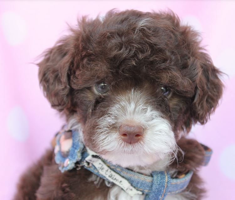 Two tones teacup toy poodle puppy picture.JPG
