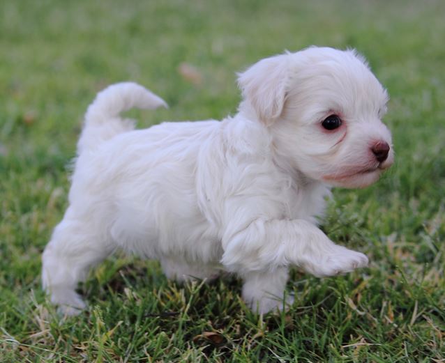 Young French poodle puppy playing on the grass.JPG
