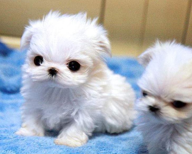Young Maltese Miniature Poodle Puppies in white.JPG
