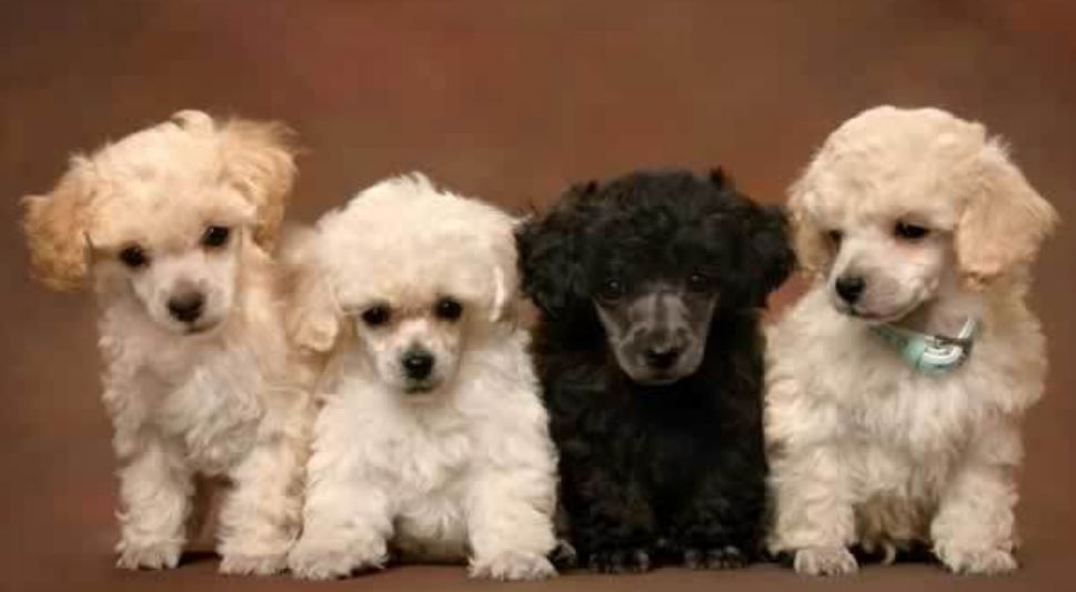 Group of poopdle puppies poster picture.JPG
