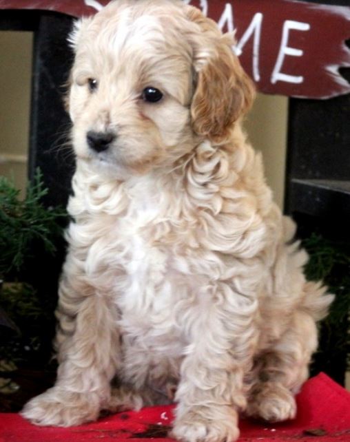 Large tan poodle mix puppy picture.JPG
