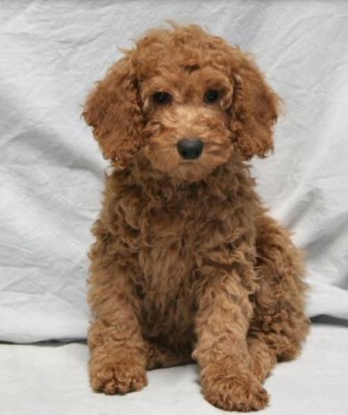 Light brown Miniature poodle with long ears.JPG
