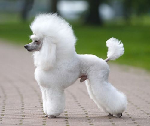 Beautiful French puppy picture of French poodle gorgeous trendy dog haircut.JPG
