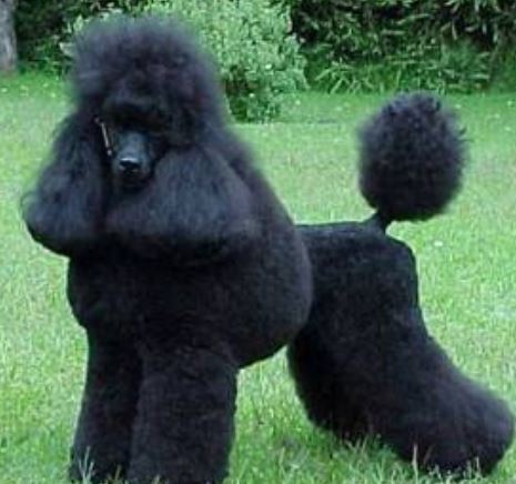 Beautiful poodle grooming cuts pictures.JPG
