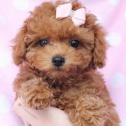 Beautiful puppy picture of little light brown toy poodle dog.JPG
