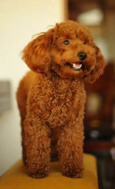 big toy poodle dog picture.JPG
