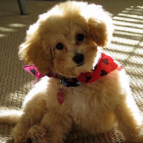 Adorable puppy picture of Toy Poodle puppy with fluffy pur.JPG
