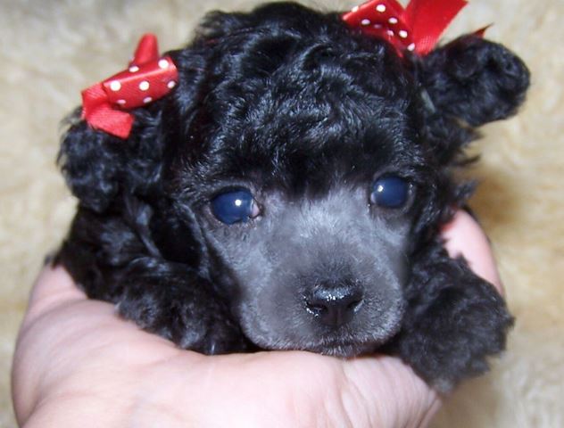 Beautiful black toy poodle puppy with cute red bows.JPG
