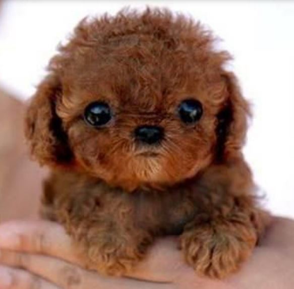 Cutest puppy photo of smallest poodle dog in redish brown with large black eyes.JPG
