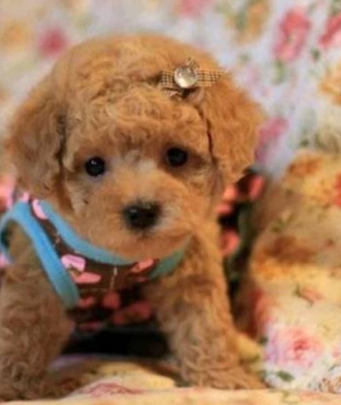 Dark tan poodle puppy with cute small bow.JPG
