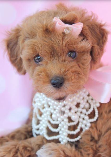 Fancy poodle puppy picture with beautiful necklace.JPG
