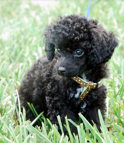 Curly hair dogs picture of black toy poodle puppy standing on the grass.JPG
