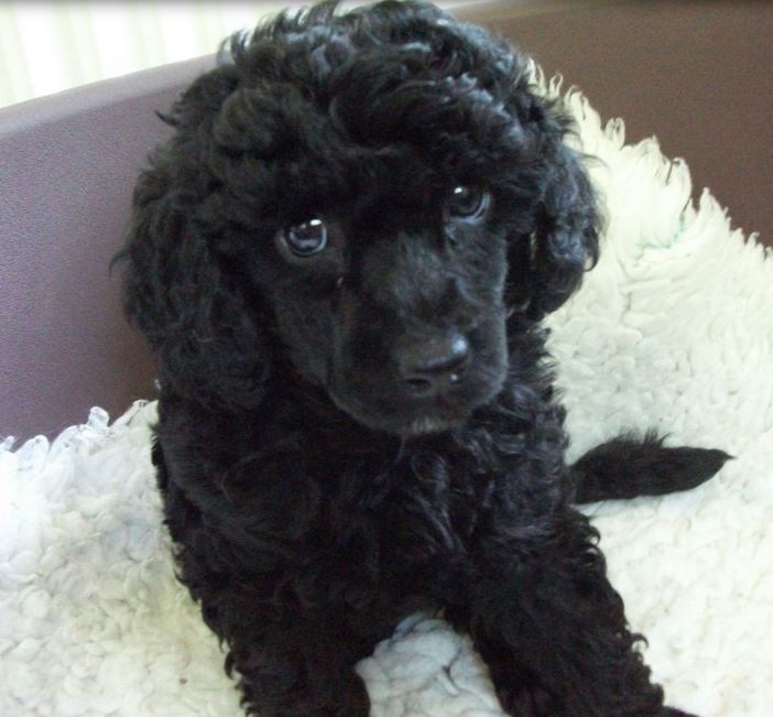 Black miniature poodle puppy picture.JPG
