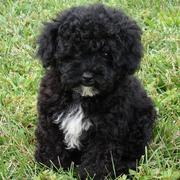 Black toy poodle Maltese mixed puppy.JPG
