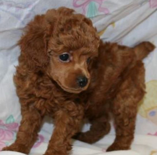 Brownish red miniature poodle puppy picture.JPG
