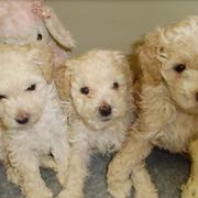 Cream poodle dogs picture.JPG
