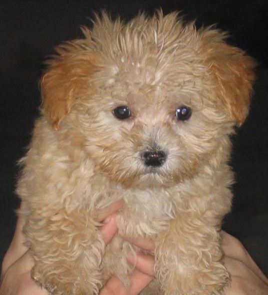Close up photo of cute Maltese Poodle Mix dog.JPG
