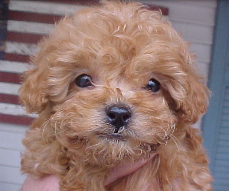 Close up picture of Apricot toy poodle puppy picture.JPG
