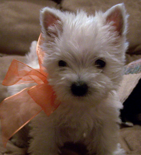 Cute puppy pictures of Roseneath Terrier breed.PNG
