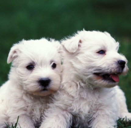 Two Westy puppies picture.PNG
