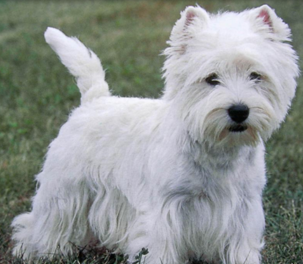West Highland White Terrier pup picture.PNG
