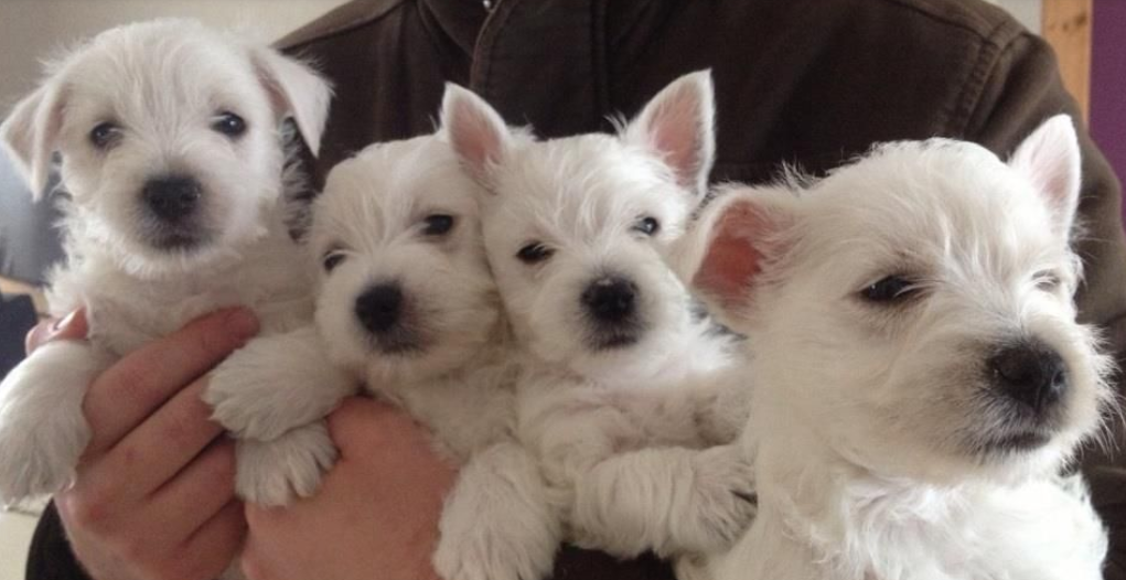 White Roseneath Terrier puppies photos.PNG
