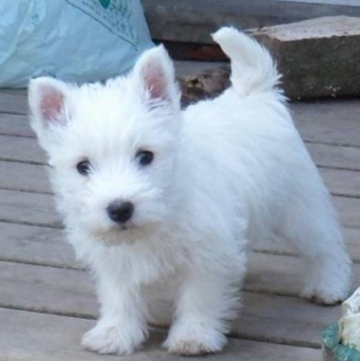 White young Poltalloch Terrier puppy picture.PNG
