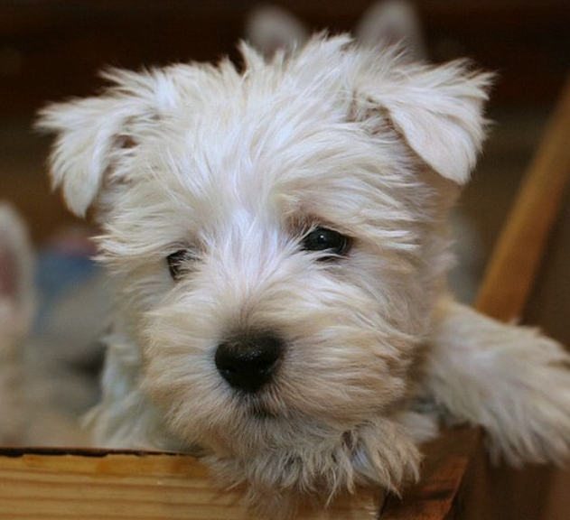 Cute puppy face picture of Westie puppy in white.PNG
