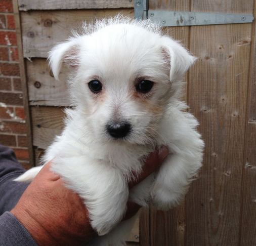 Beautiful white westie pup photo.PNG
