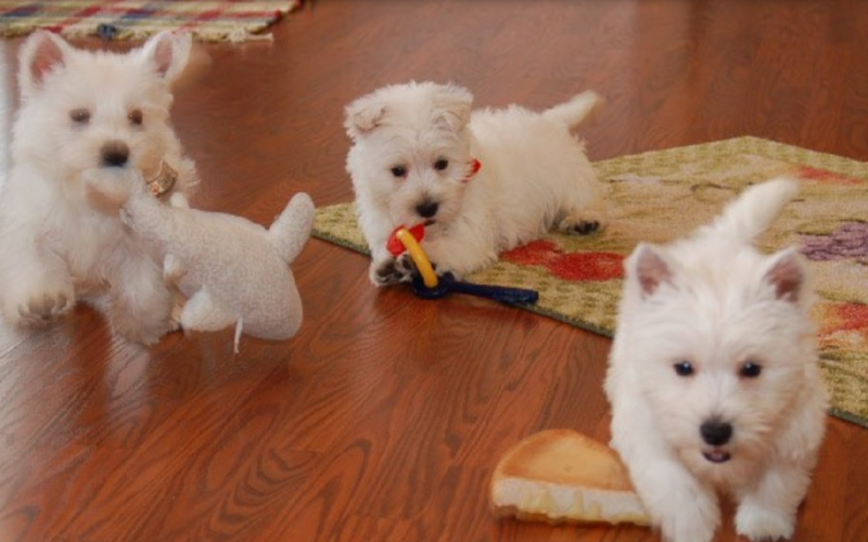 Pure white dogs breeding pictures of White westie puppies.PNG
