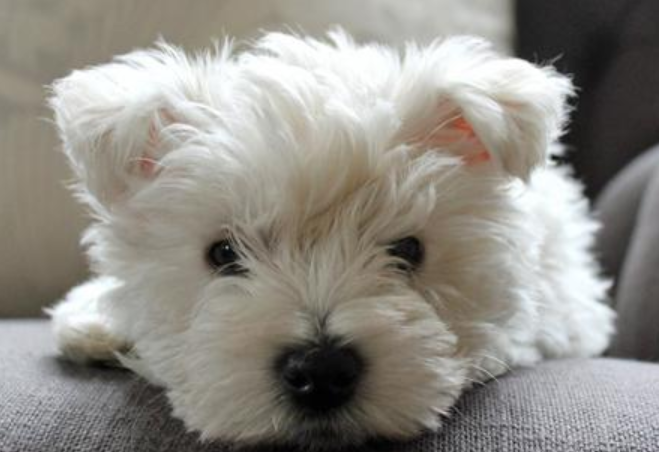 Cute white puppy face picture of small westie dog
