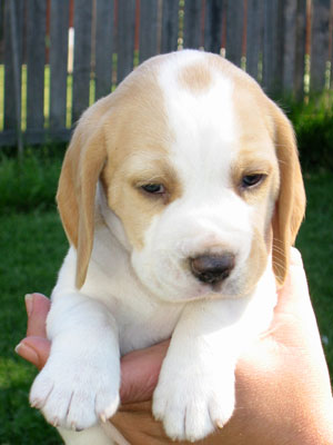 beagle young pup in tan and white.jpg
