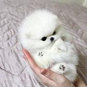 White ball dog photo of White Teacup Pomeranian.JPG
