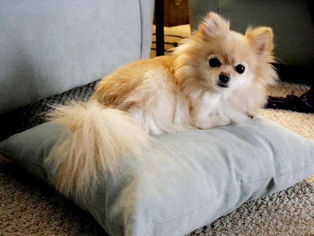 Cute smallest dogs picture of teacup pomeranian dog.JPG
