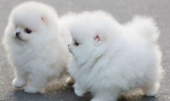 Playful teacup cotton ball puppies picture.JPG
