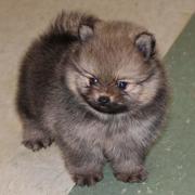 Teacup Teddy Bear Pomeranian puppy in greyish brown with tan coat of fur underneat.JPG

