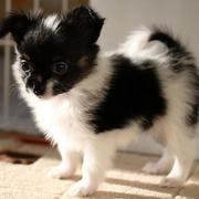 Black and white Papillon puppy with long ears.JPG
