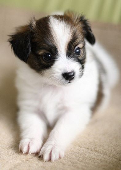 Beautiful puppy picture of Papillon posting for the camera.JPG
