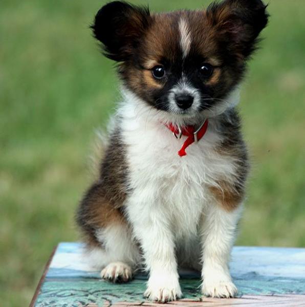 Three toned papillon puppy with long ears.JPG
