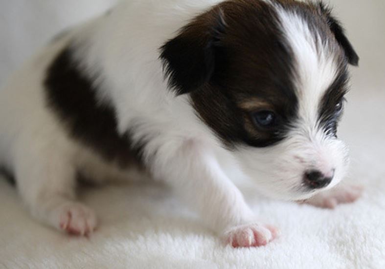Cute puppy picture of young papillon pup.JPG
