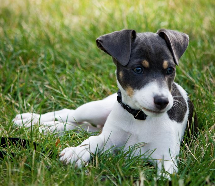 Beautiful dog picture of Rat terrier puppy chilling out on the grass.JPG
