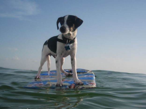 Rat terrier surfing.JPG
