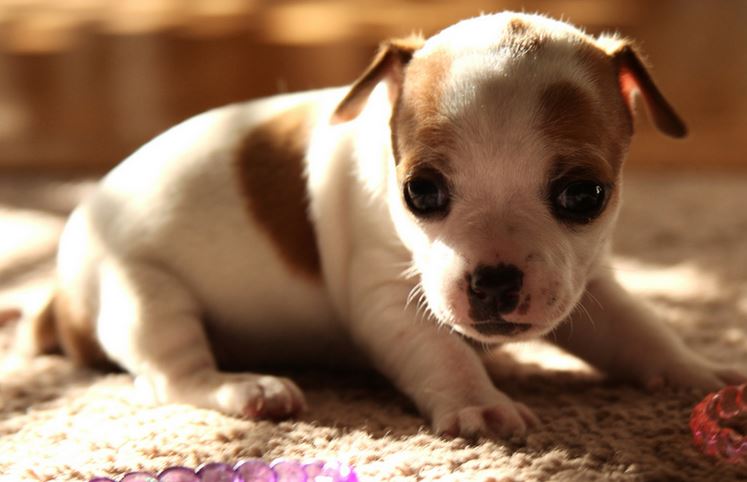 Young rat terrier puppy in white and tan colors.JPG
