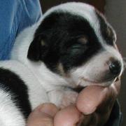 Newborn puppy rat terrier images.JPG
