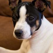 Puppy rat terrier with three toned fur colors.JPG

