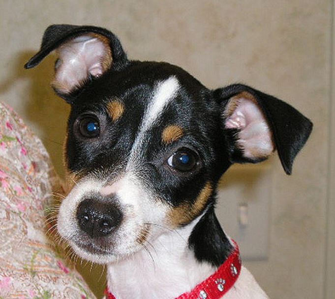 Close up picture of rat terrier pup with three tones fur colors.JPG
