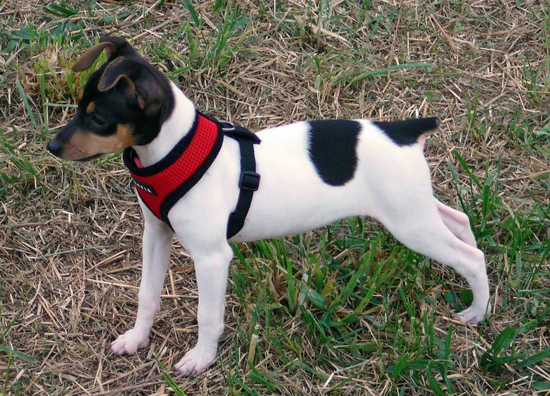 Mixed Rat Terrier on hunting
