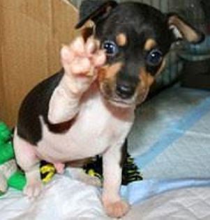 Super Cute puppy picture of Mixed Rat Terrier dog
