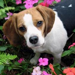 beagle.jpg
