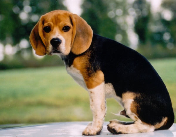 beagle_big pup.jpg
